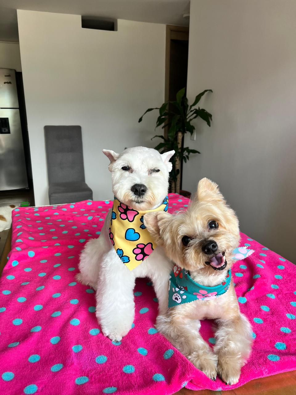 carrusel-showerpet-10
