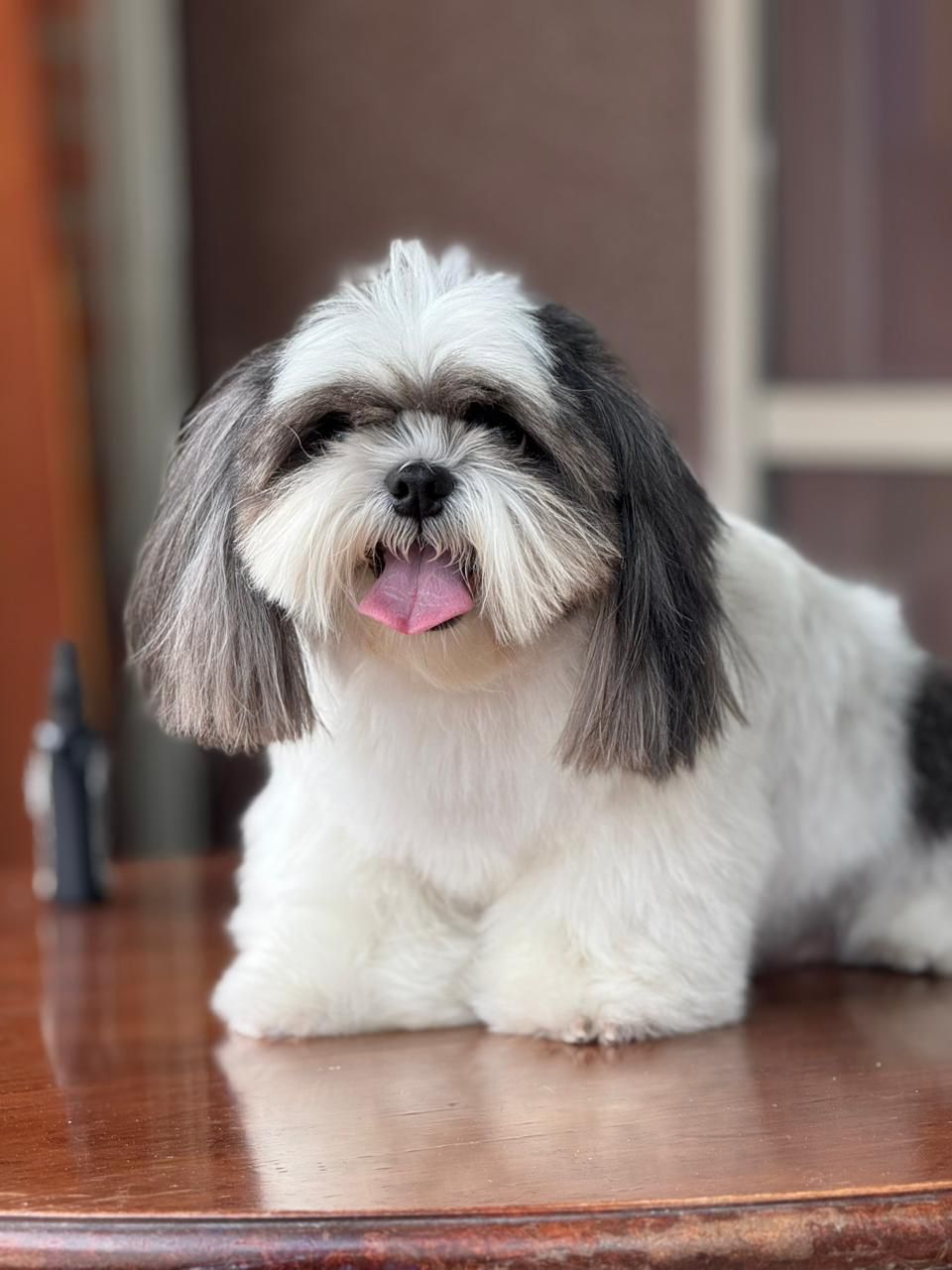 carrusel-showerpet-11