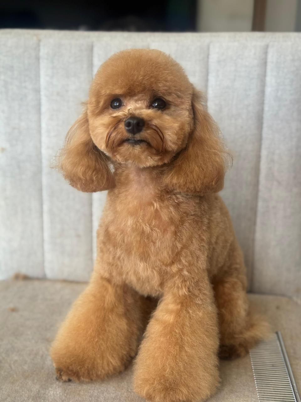 carrusel-showerpet-14