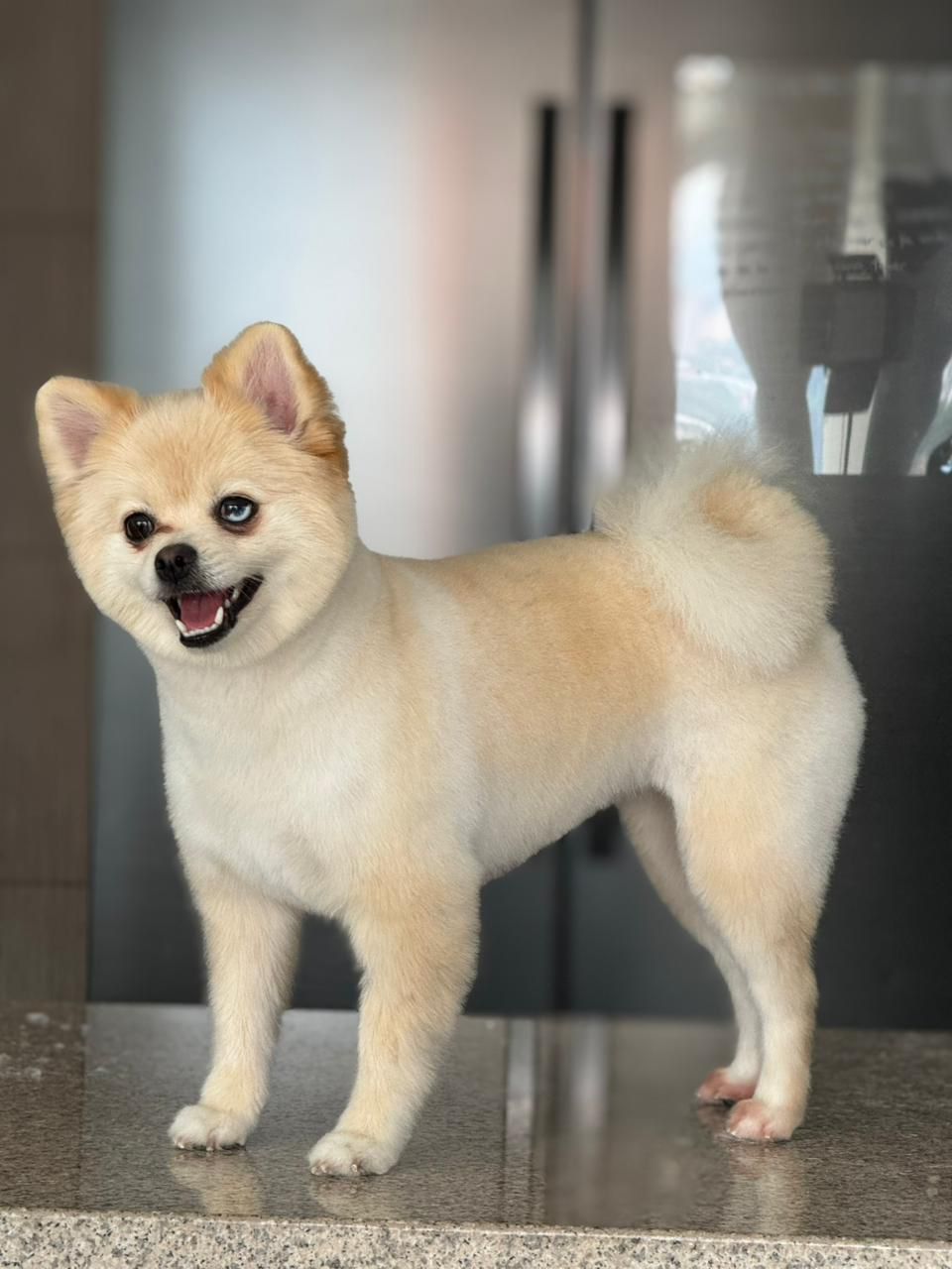 carrusel-showerpet-9