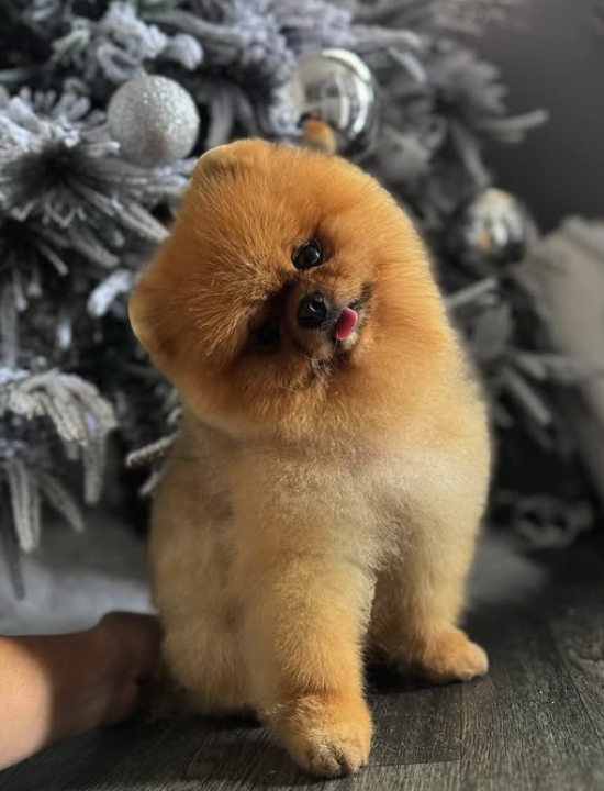carrusel-showerpet
