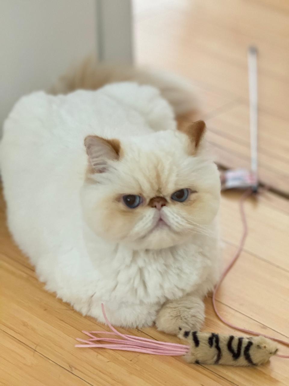 gatos-1