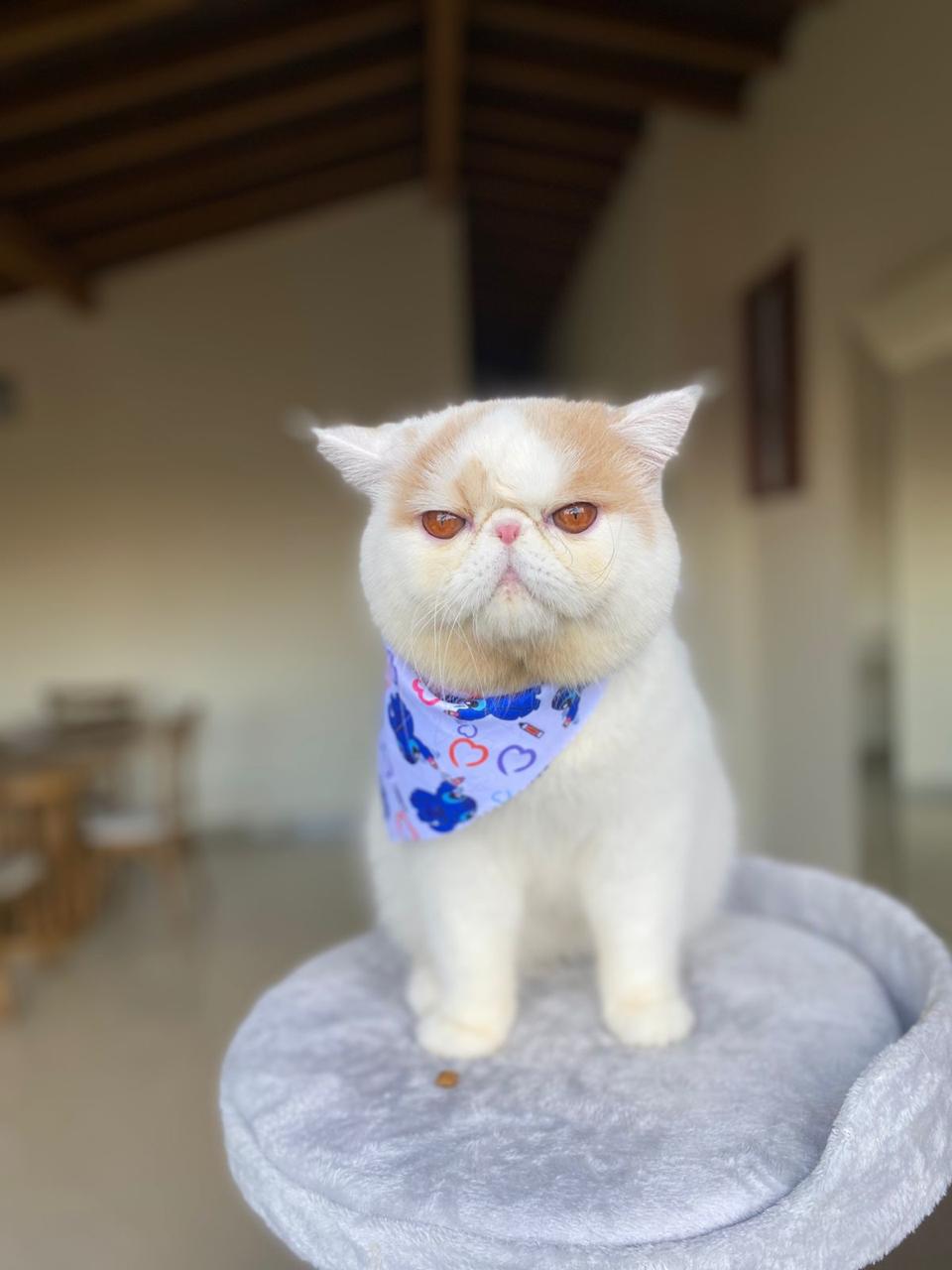 gatos-2