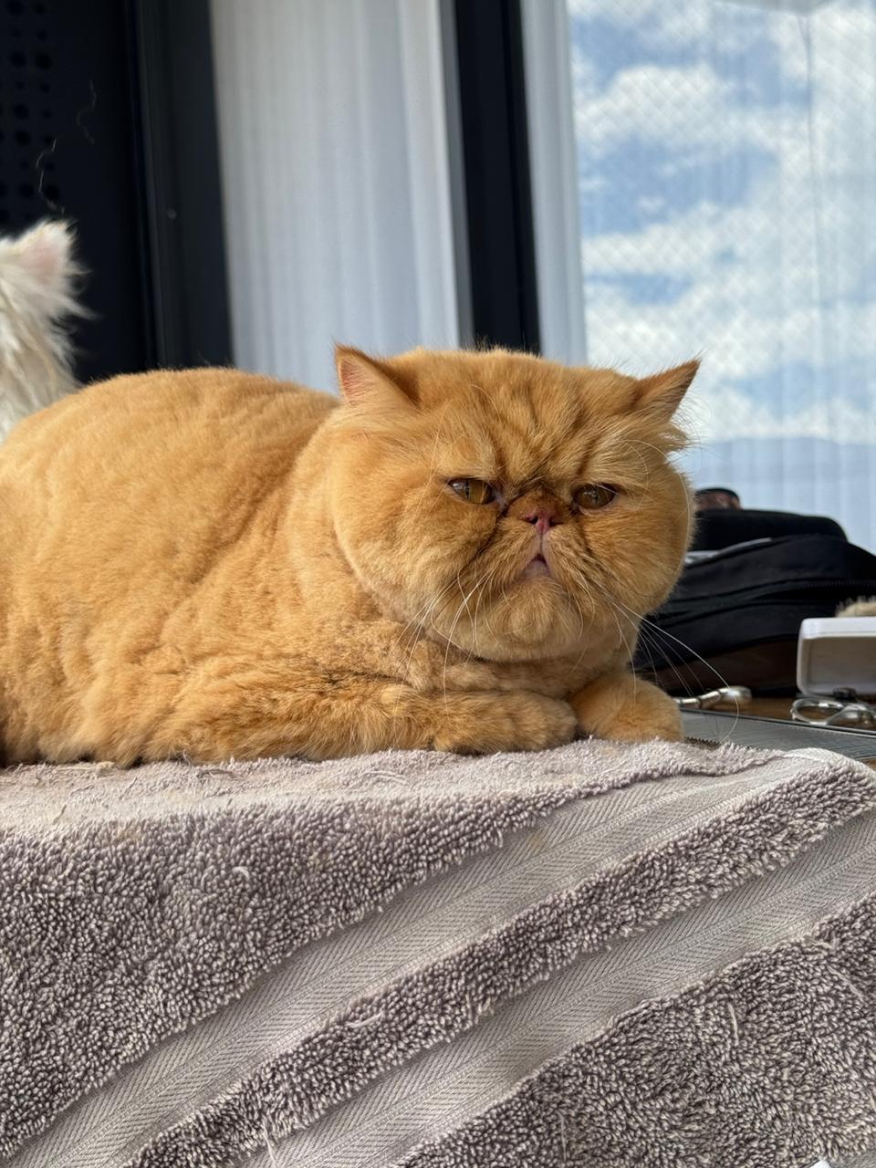 gatos-3