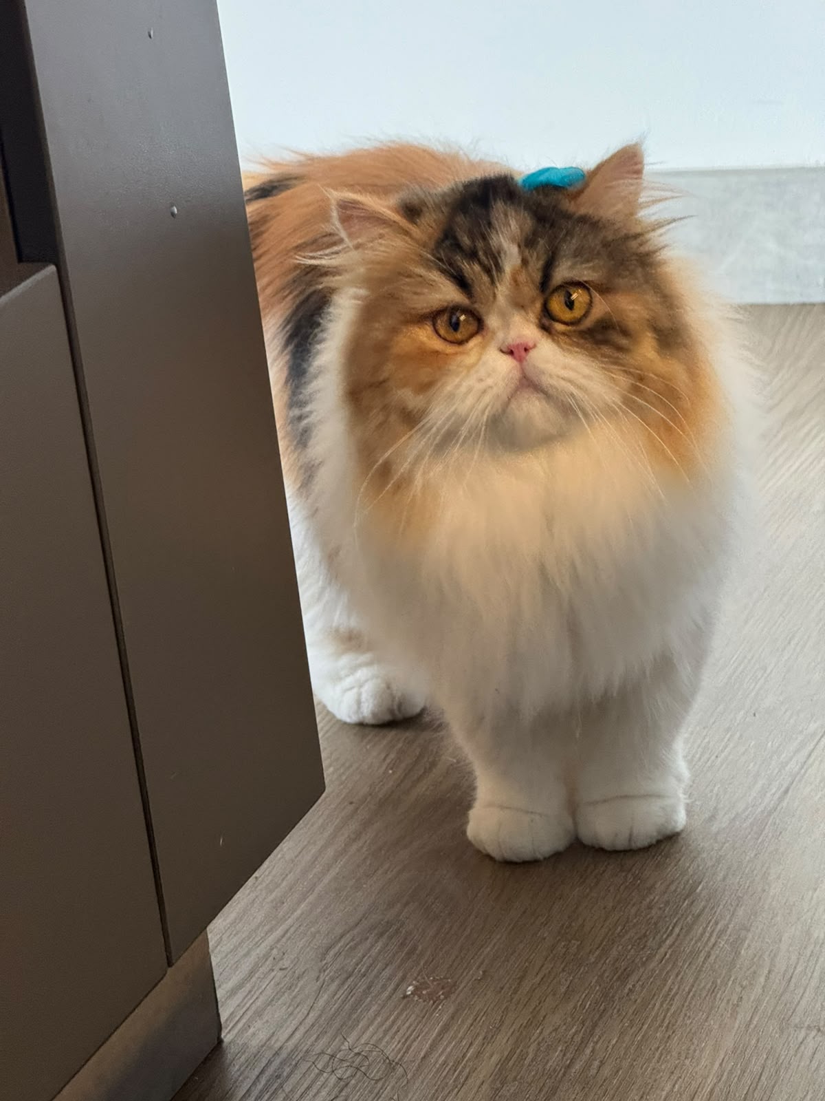 gatos-4