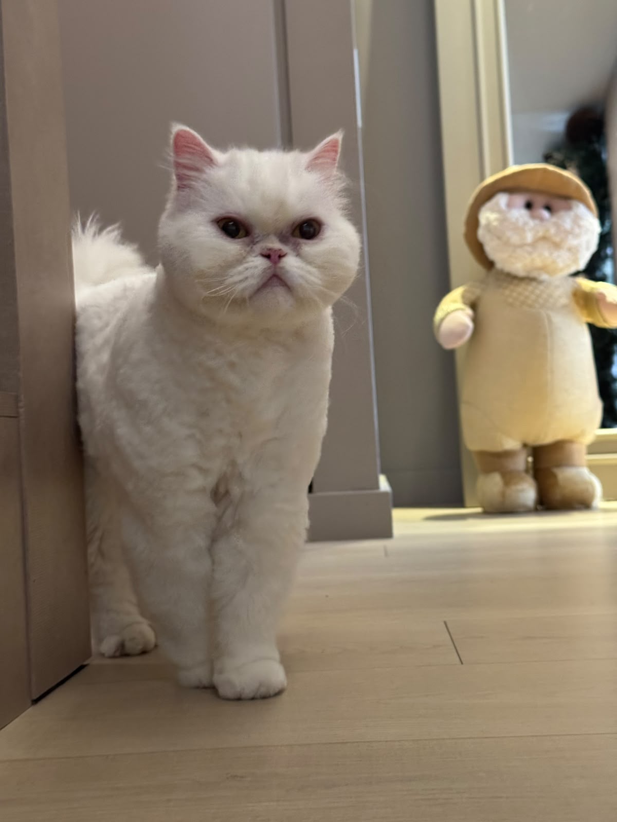 gatos-5