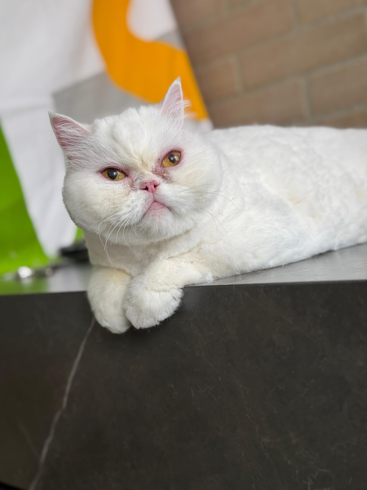 gatos-6