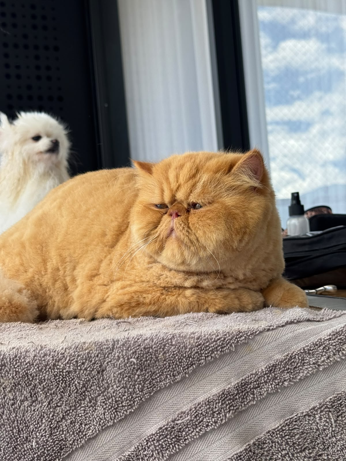gatos-7