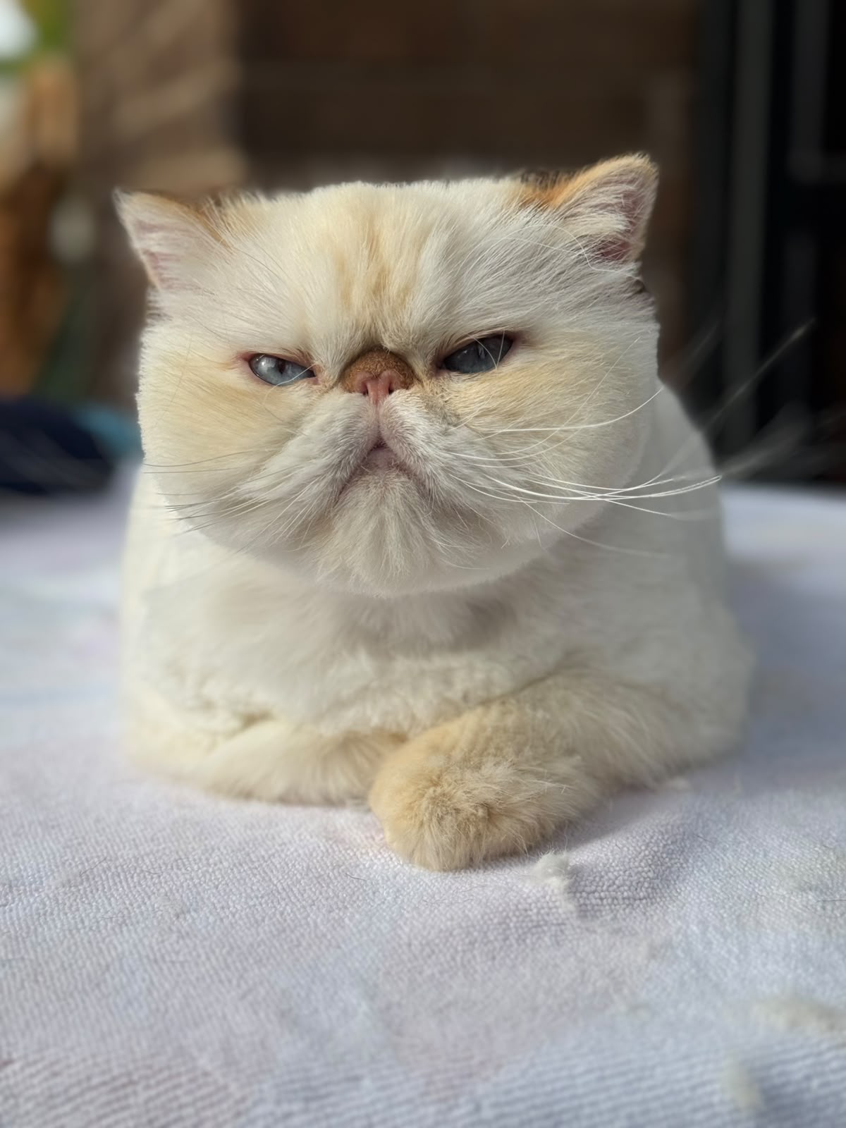 gatos-8