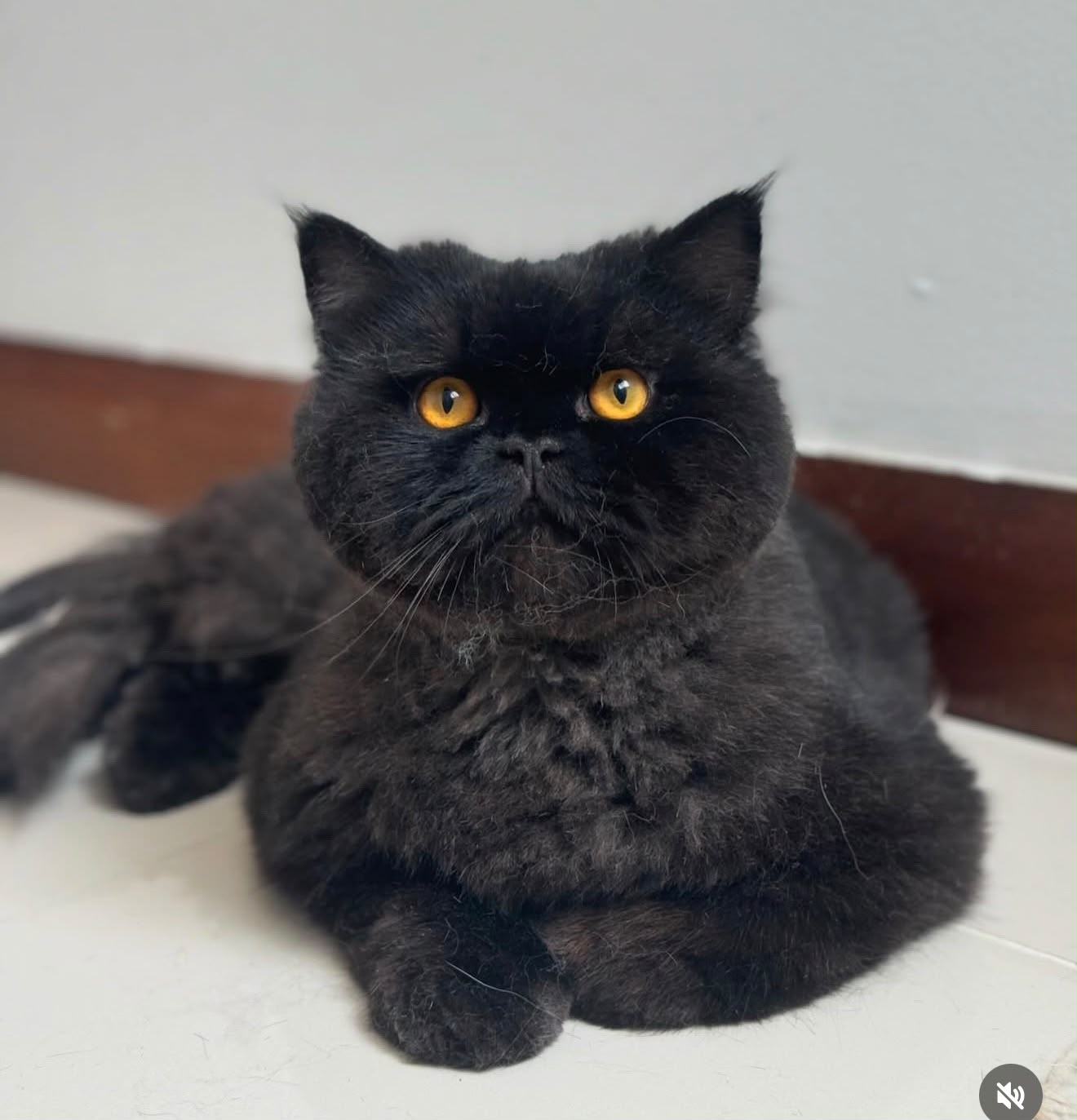 gatos-9
