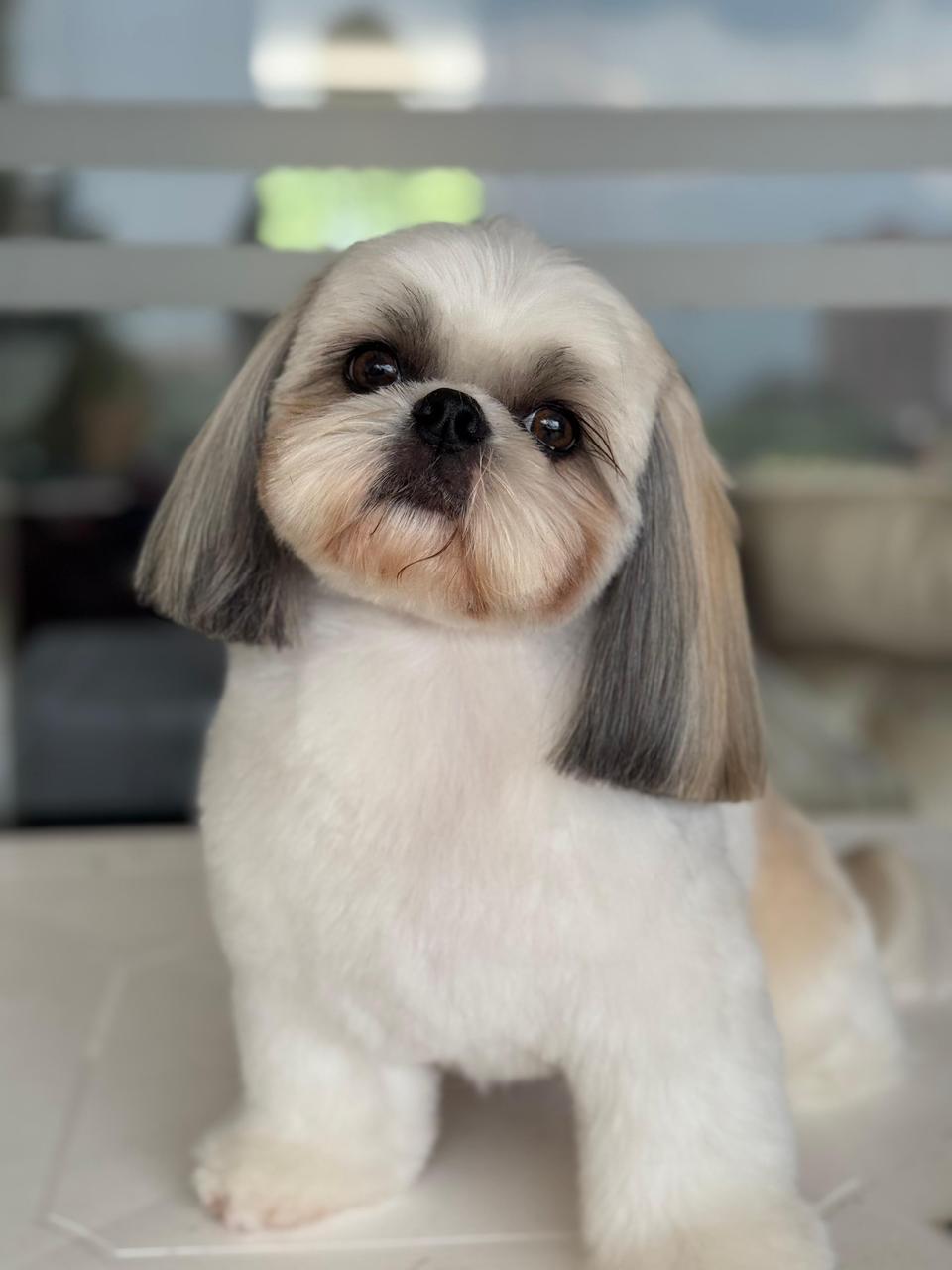 perro-1