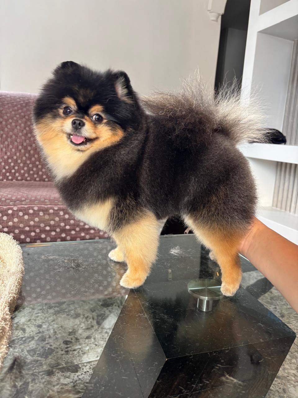 perro-10