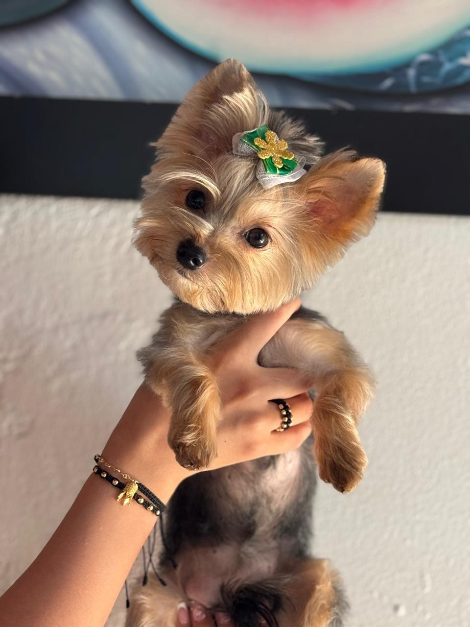 perro-11