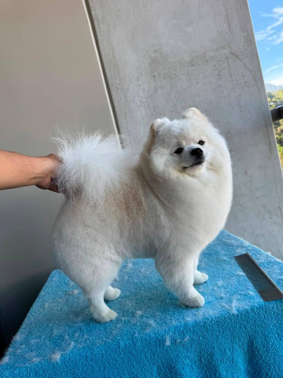 perro-15