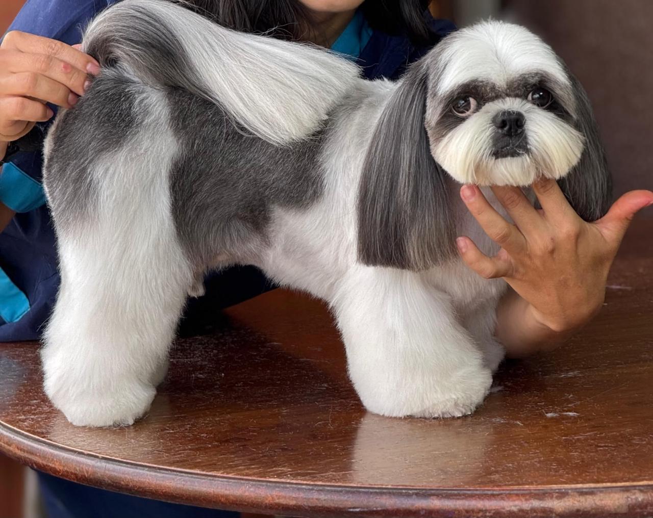 perro-17