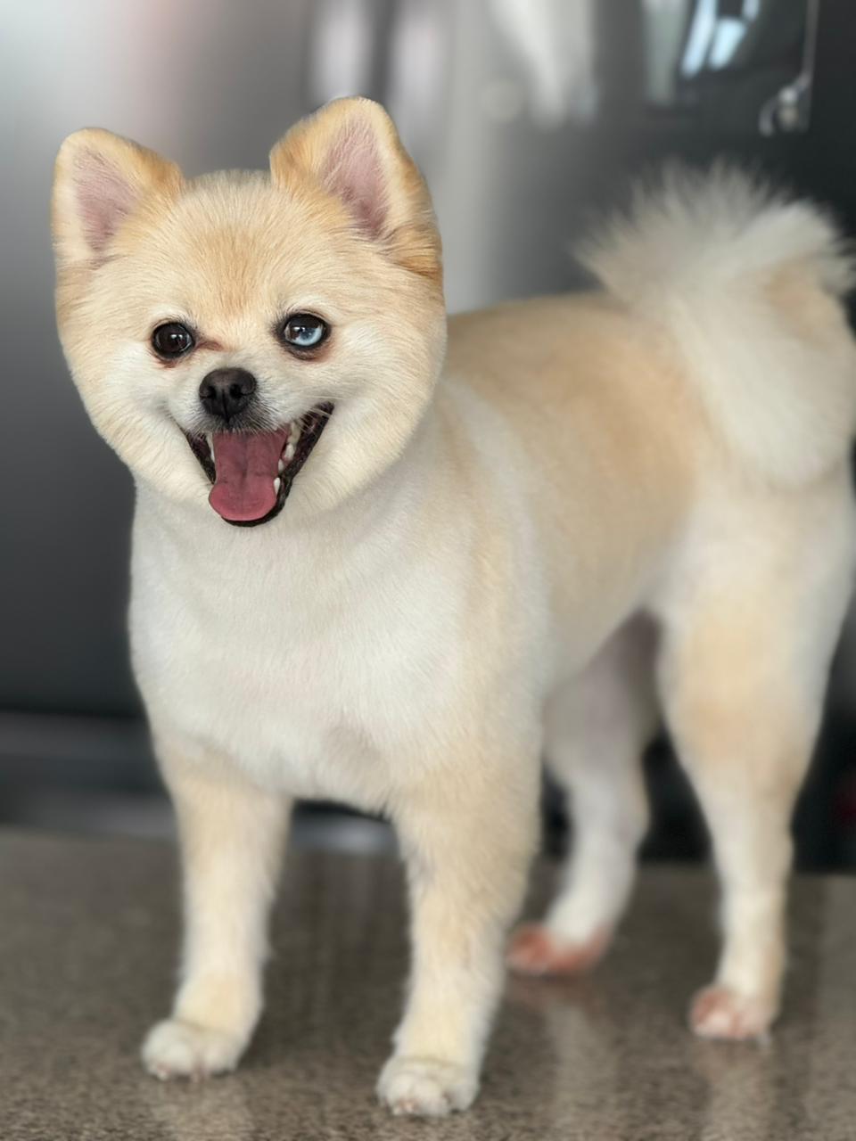 perro-2