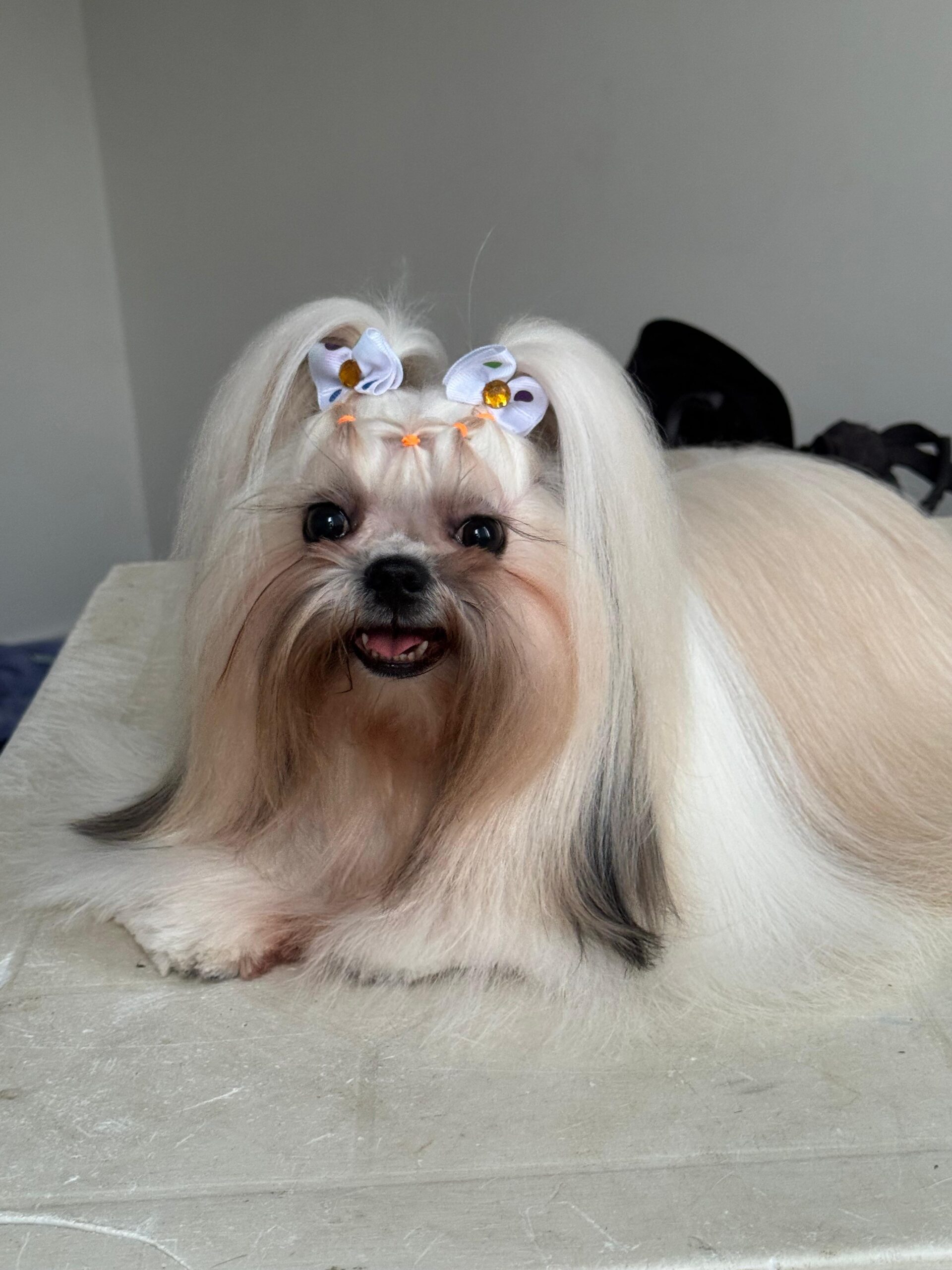 perro-20