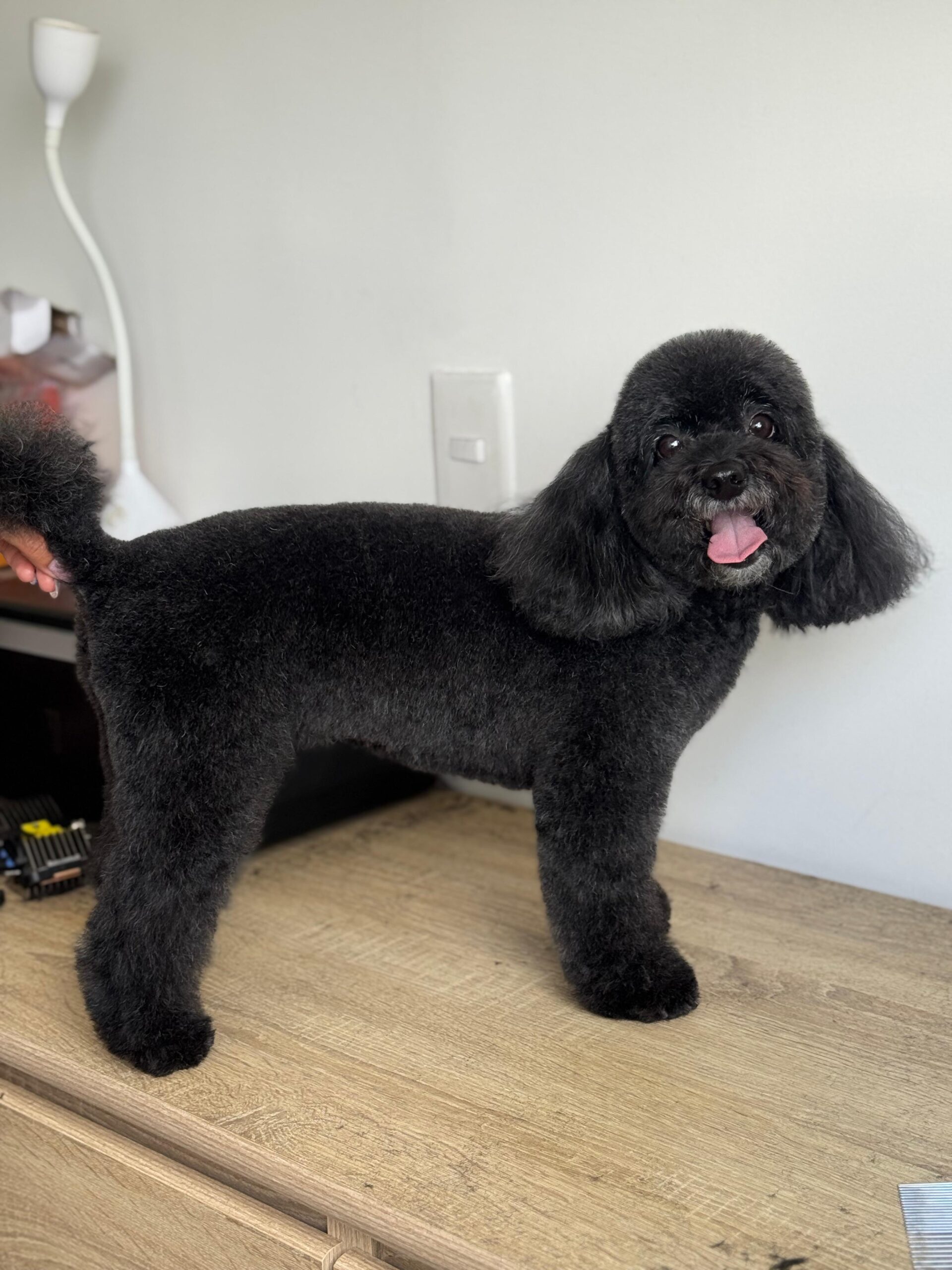 perro-22
