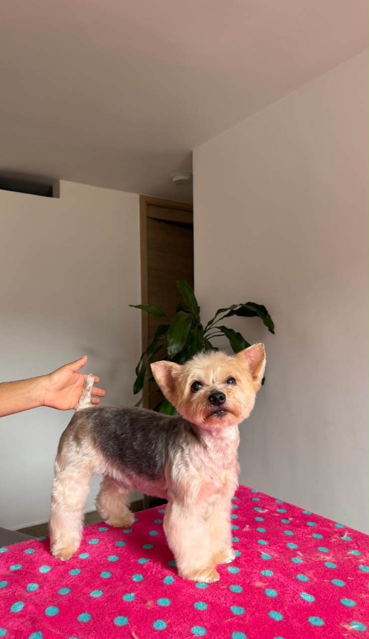 perro-25