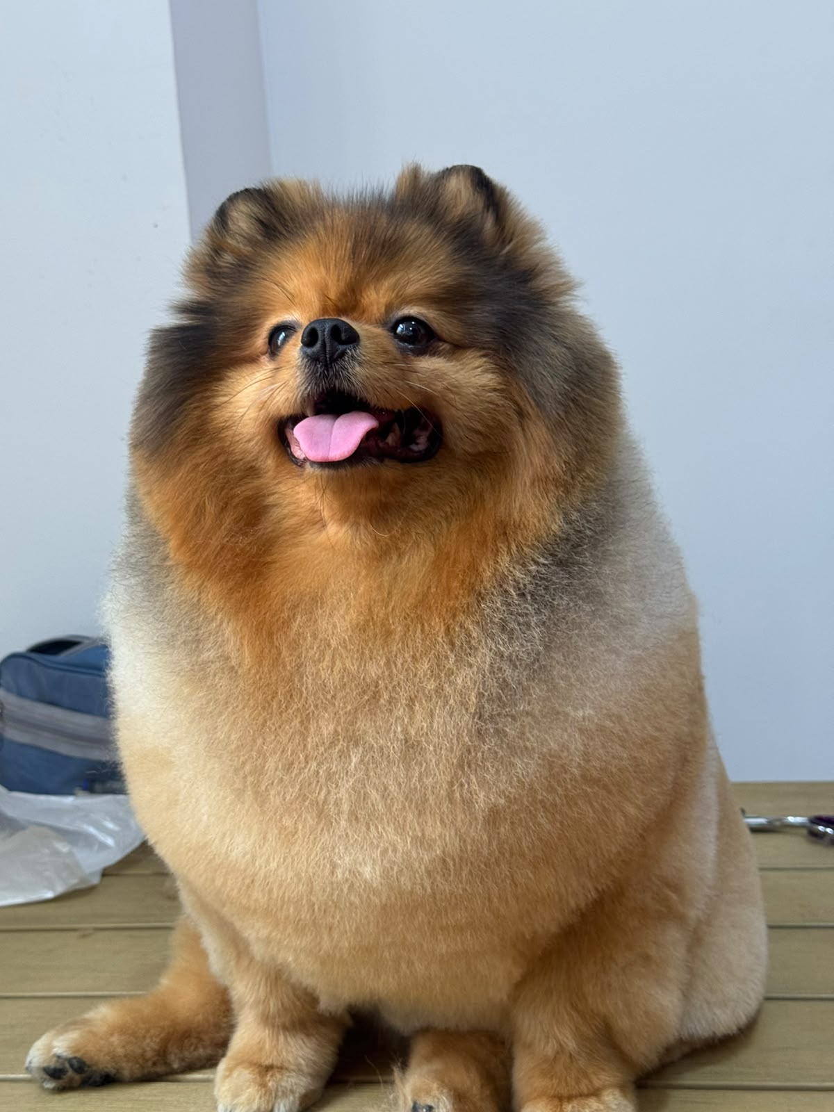 perro-28