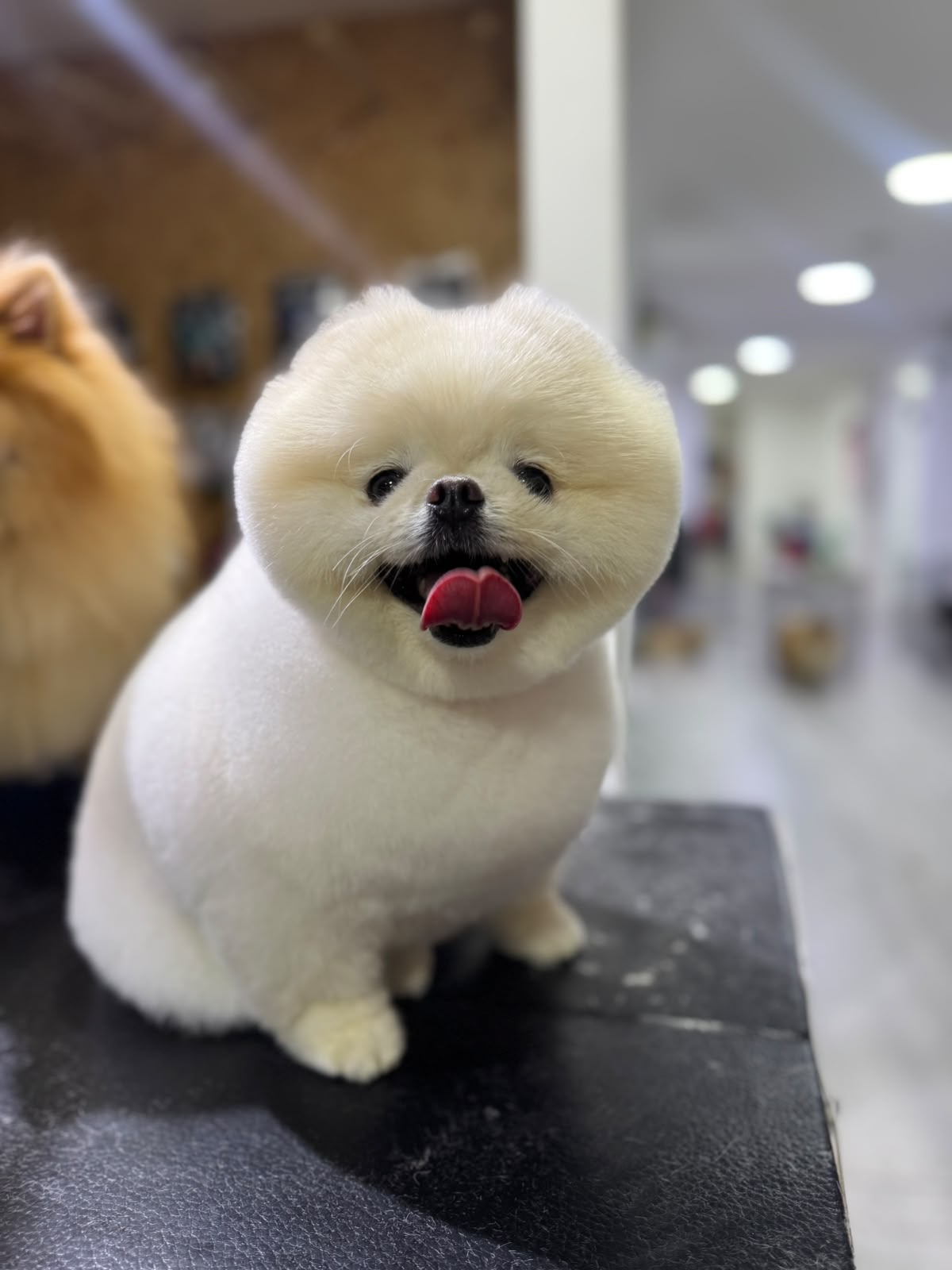 perro-30