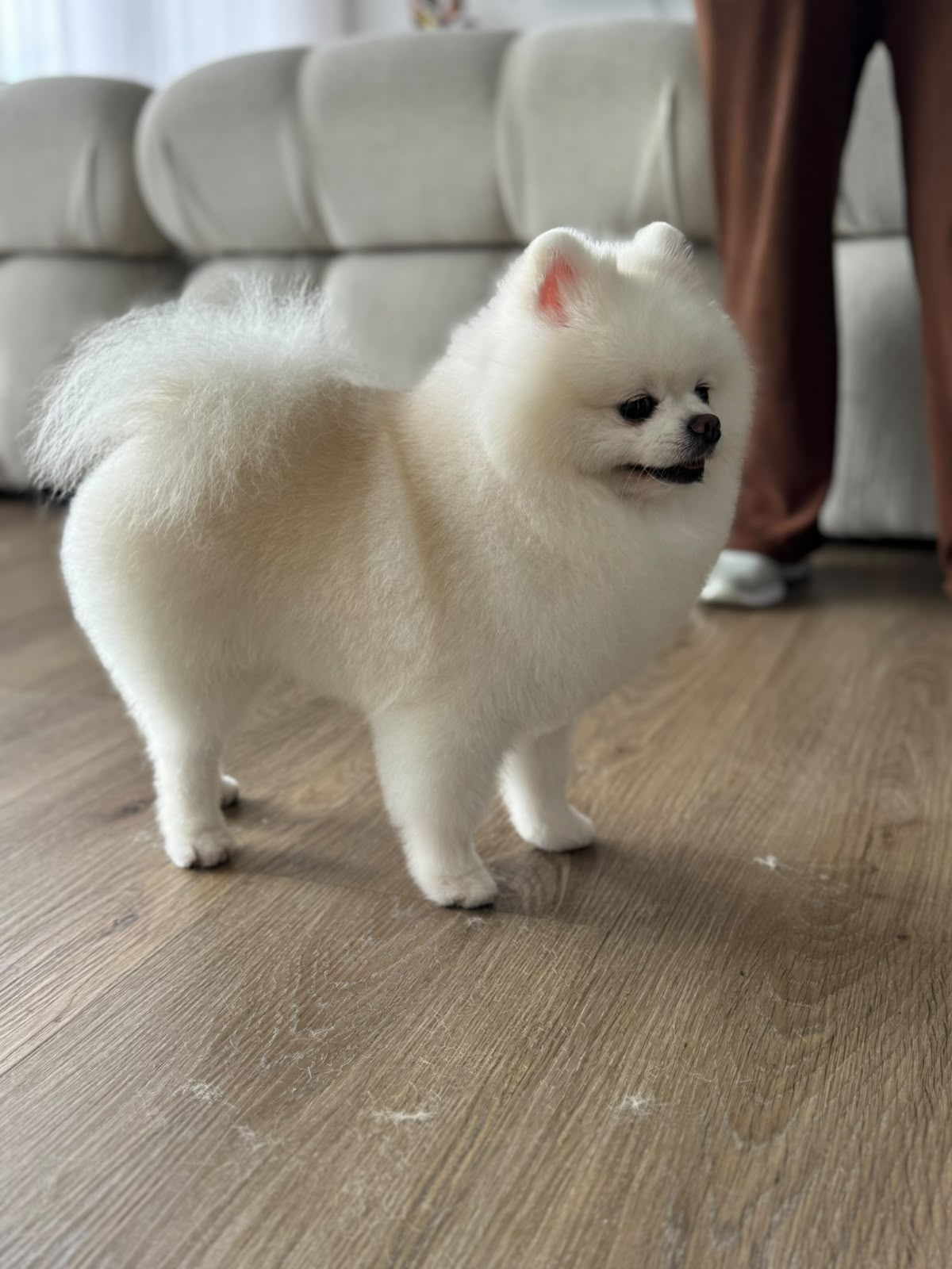 perro-32