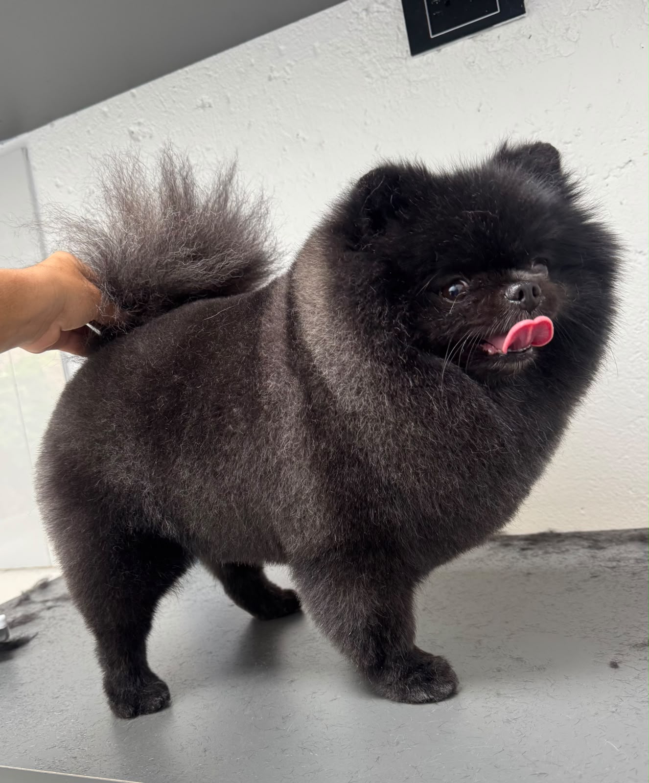 perro-33