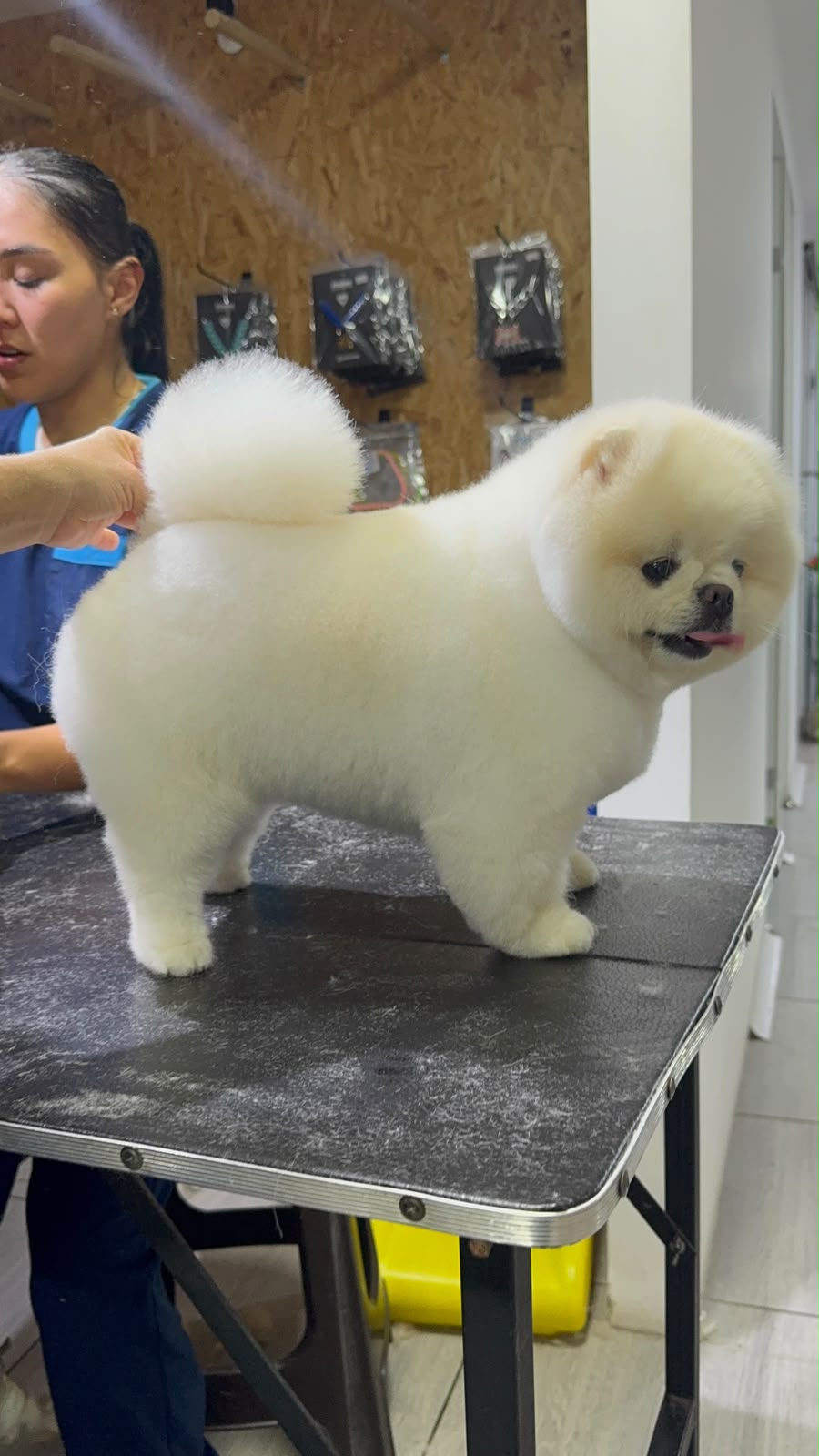 perro-35