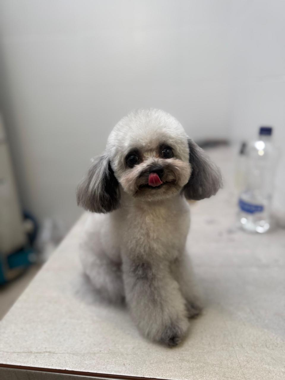 perro-8
