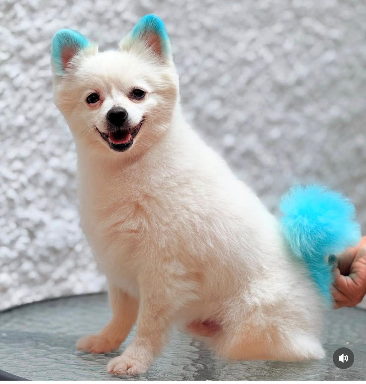 perro-color-1