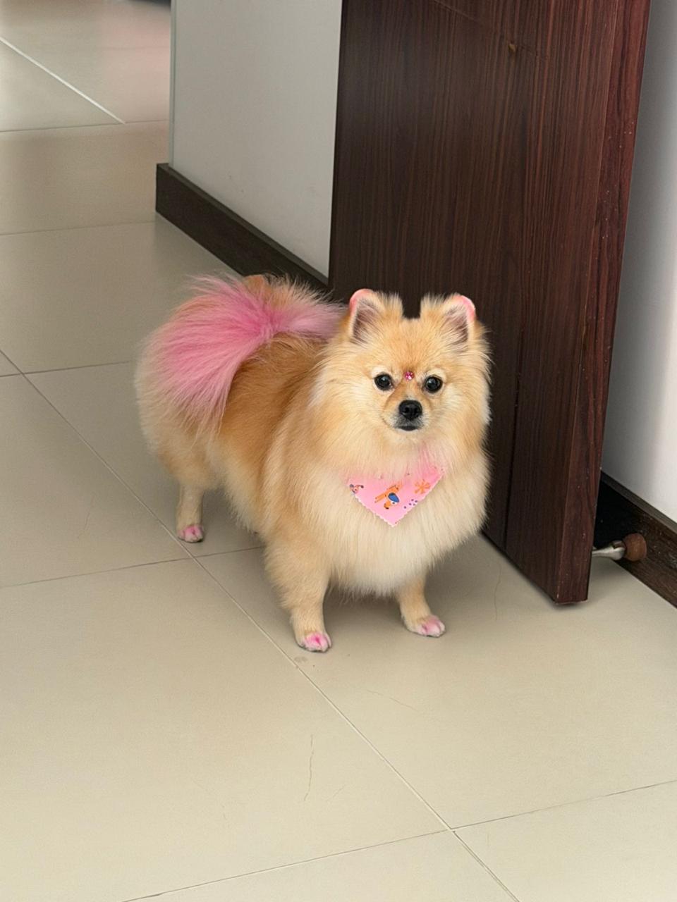 perro-color-10