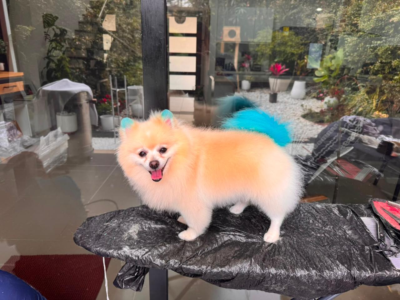 perro-color-14