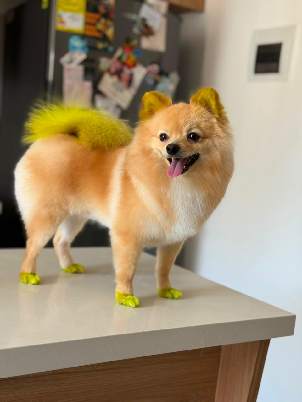perro-color-15