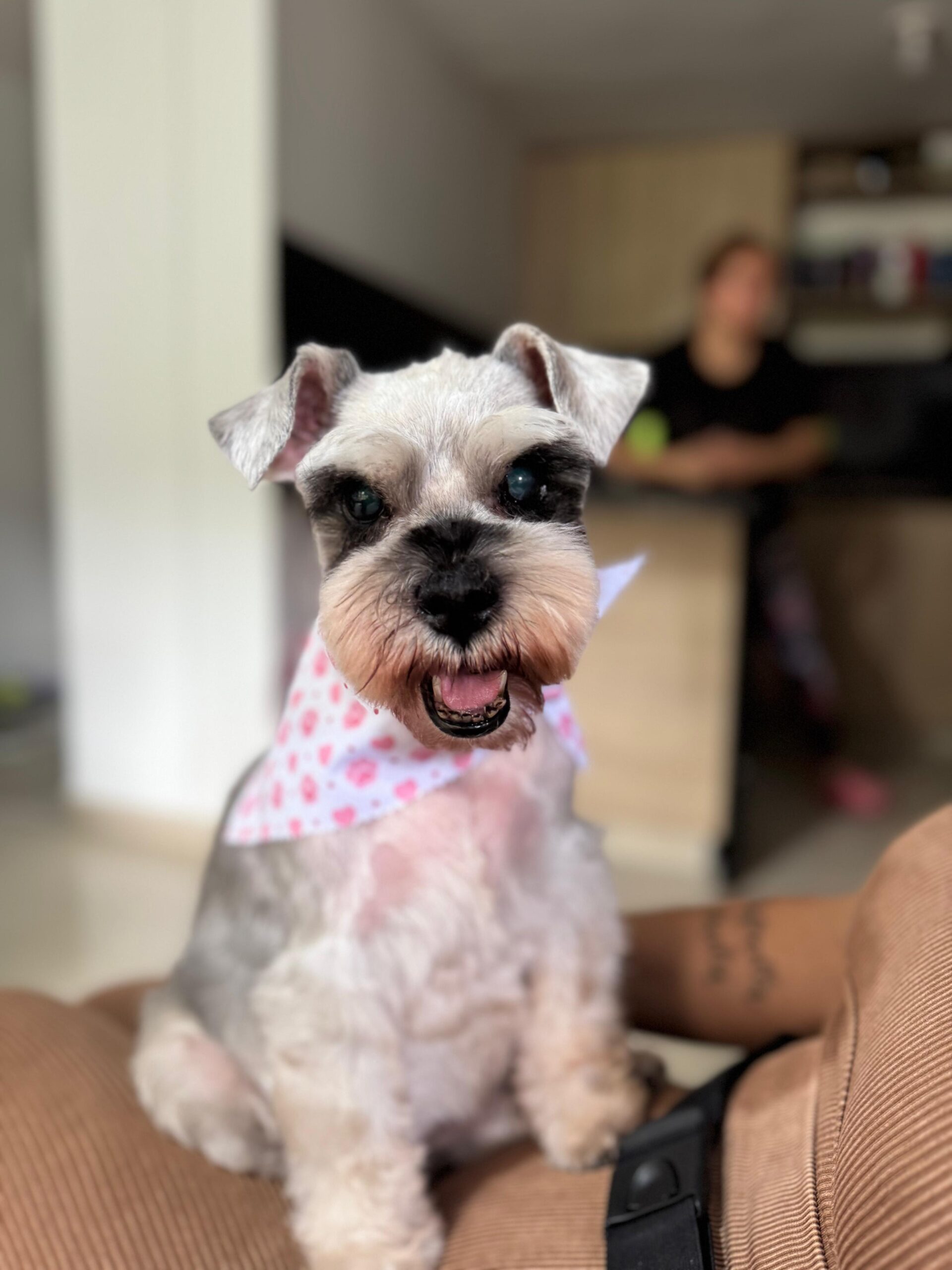 perro-color-16