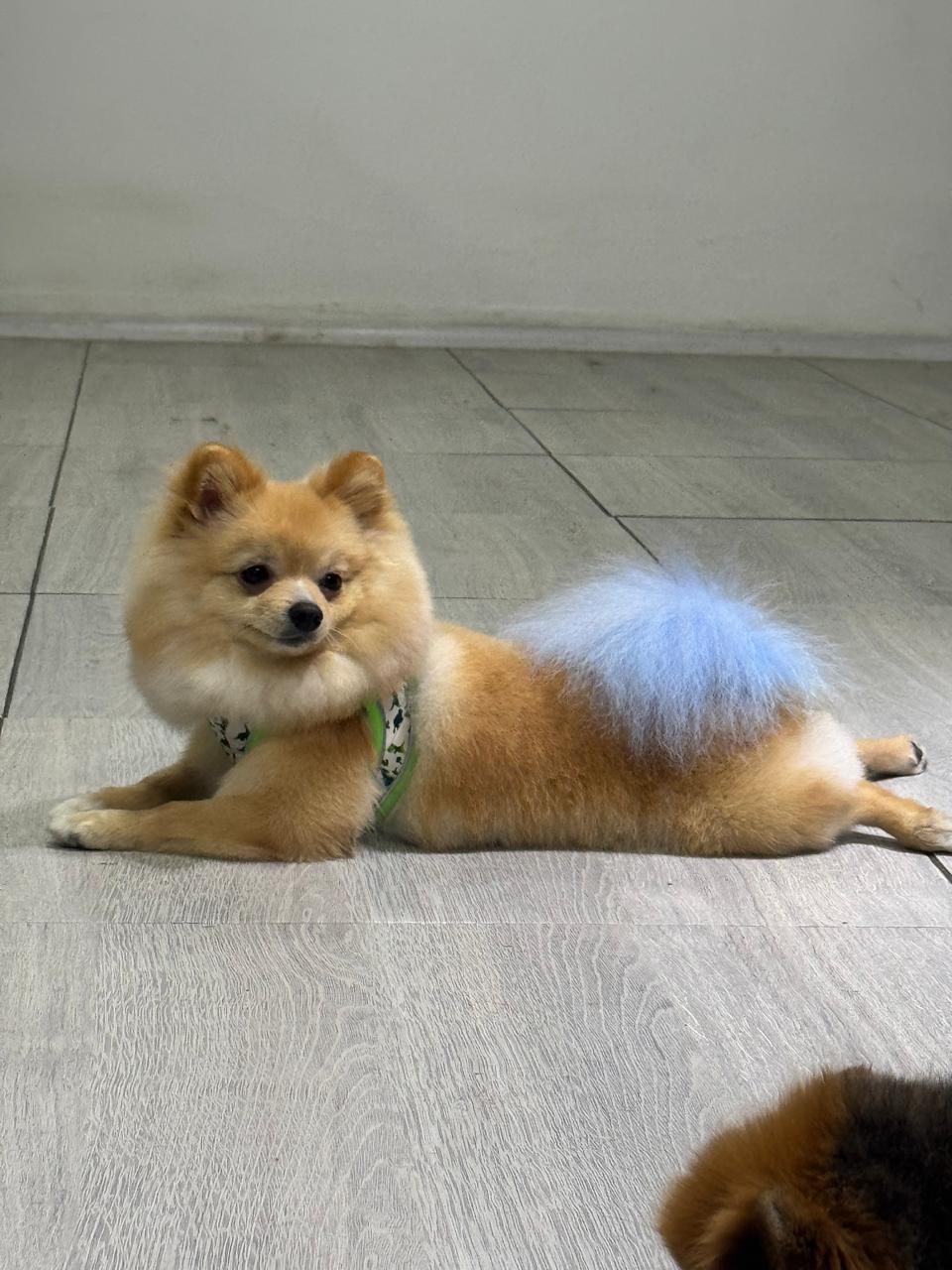 perro-color-17