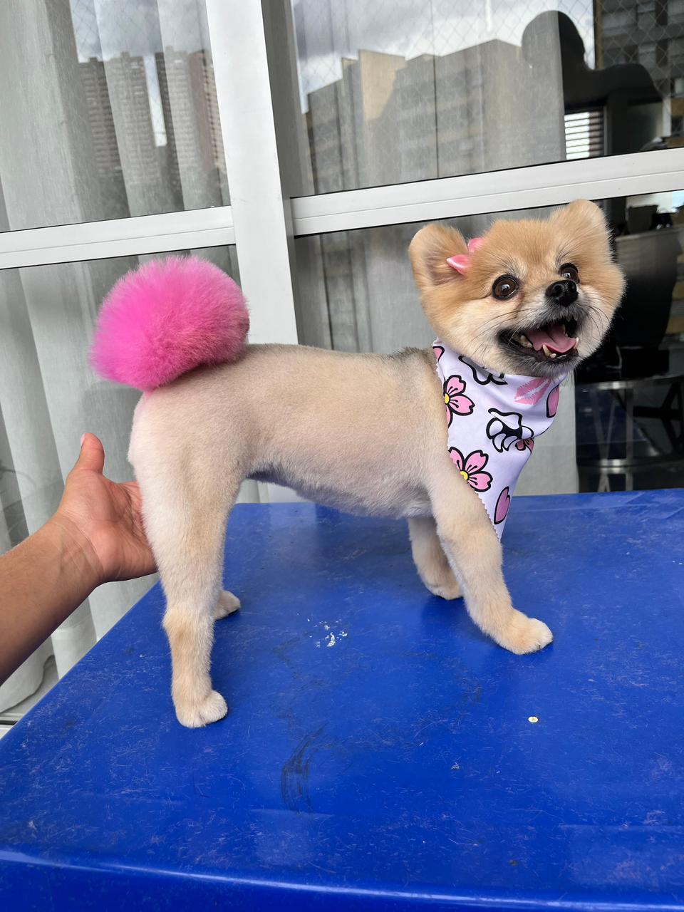 perro-color-2