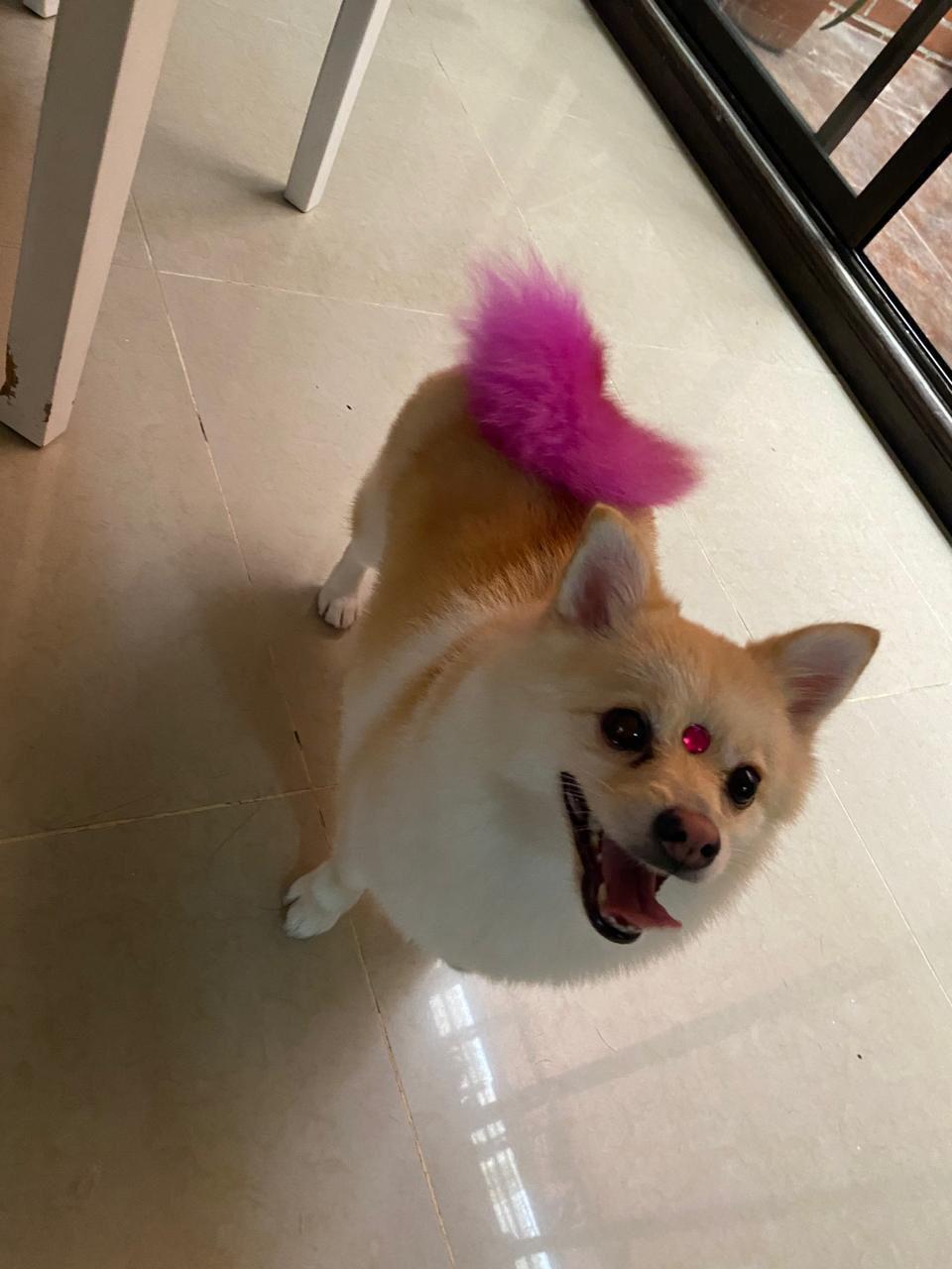 perro-color-3