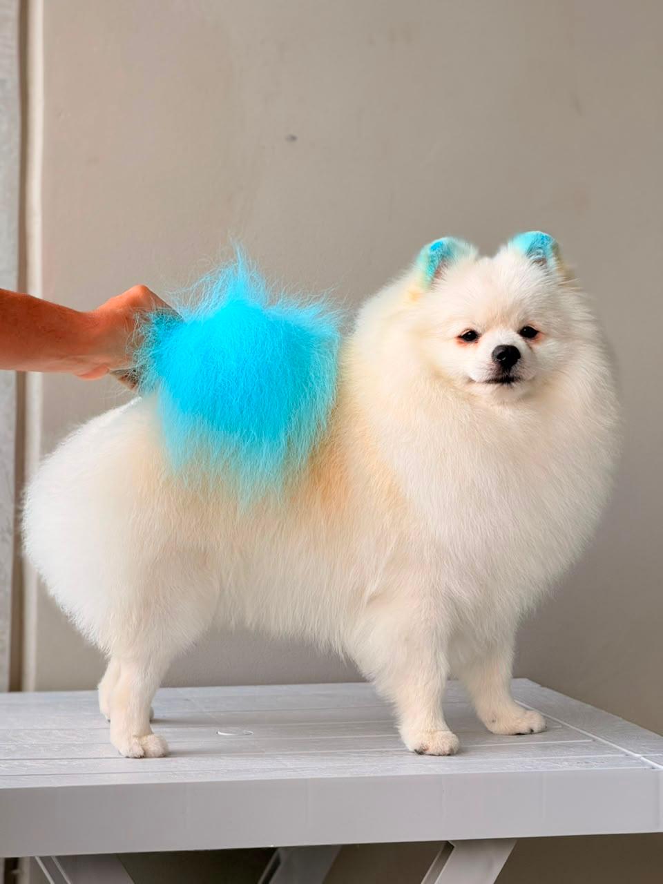 perro-color-7