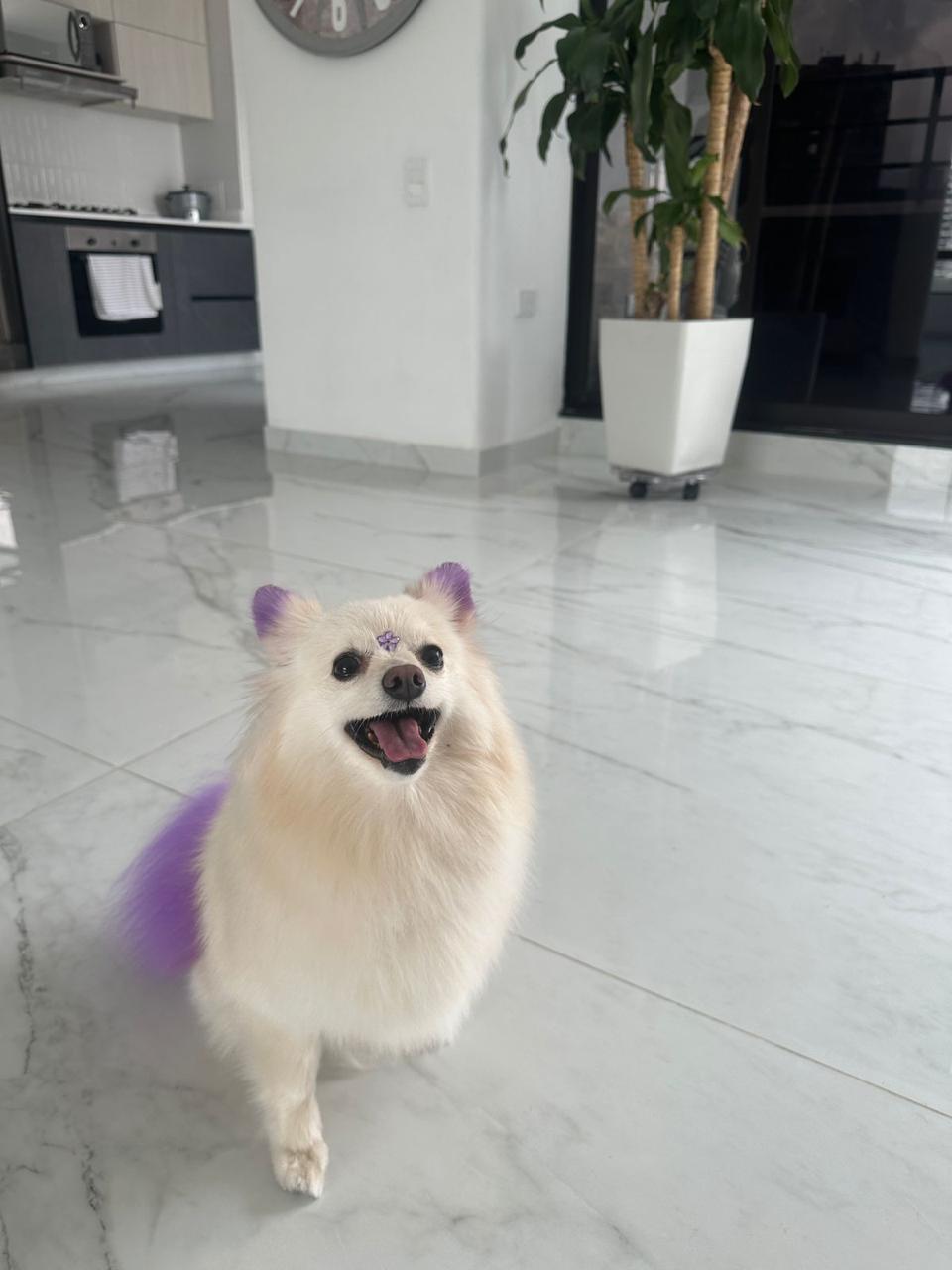 perro-color-8