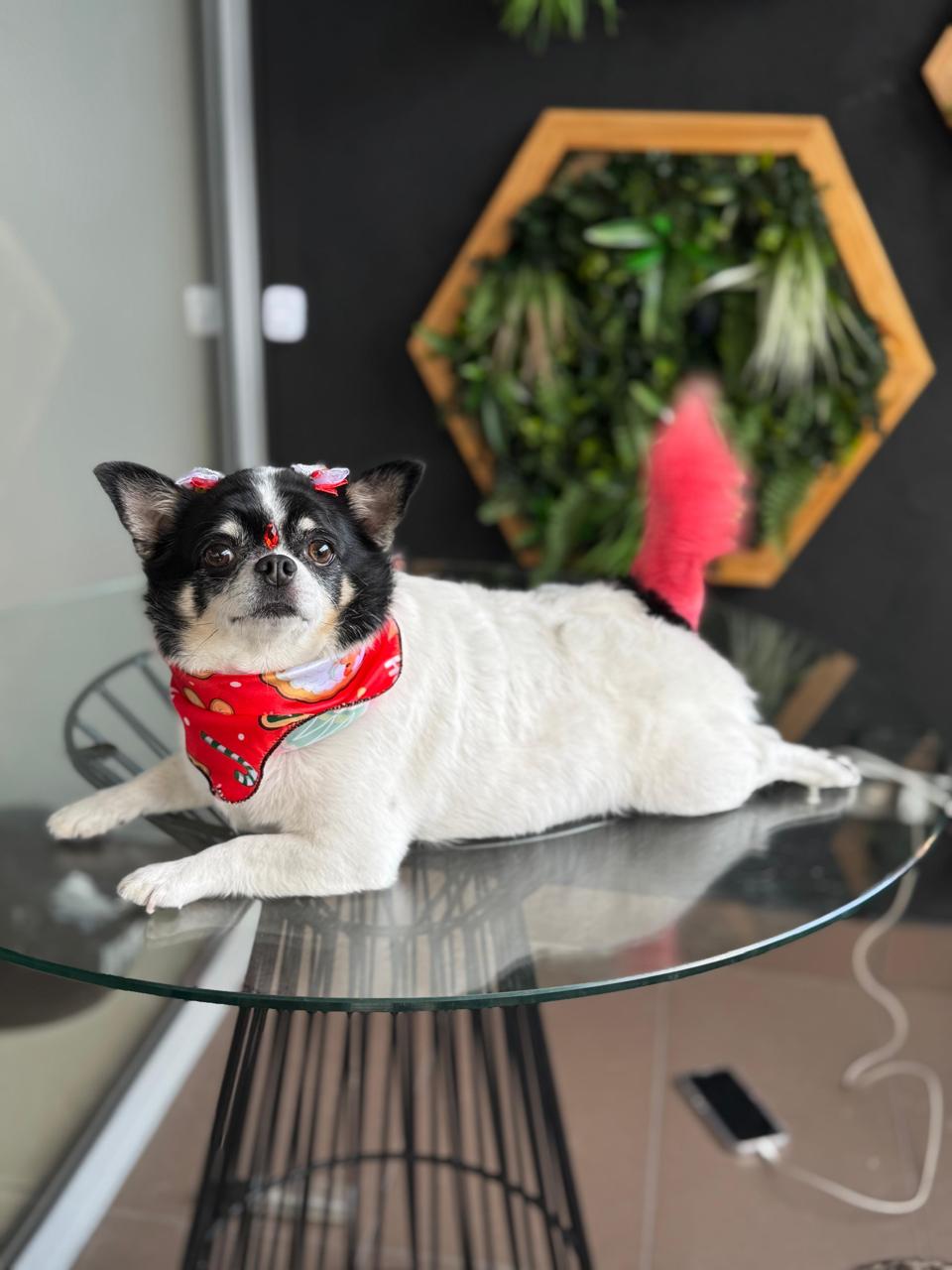 perro-color-9
